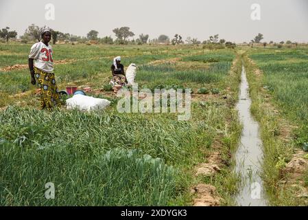 Nicolas Remene / le Pictorium - Office du Niger : Agriculture, maraîchage et paramètres irrigués - 19/02/2019 - Mali / Ségou / Mbewani - M'bewani, 19/02/2019. Île rizicole de Shobougou. Ici pendant la hors-saison. Banque D'Images