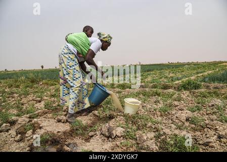 Nicolas Remene / le Pictorium - Office du Niger : Agriculture, maraîchage et paramètres irrigués - 19/02/2019 - Mali / Ségou / Mbewani - M'bewani, 19/02/2019. Une femme arrose des oignons. Cette parcelle de 20 ha est utilisée pour le maraîchage pendant la contre-saison (en dehors de la saison de culture du riz). Banque D'Images