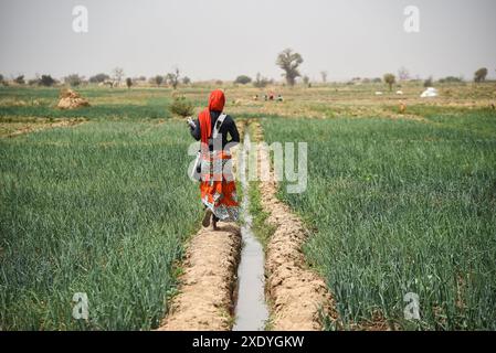 Nicolas Remene / le Pictorium - Office du Niger : Agriculture, maraîchage et paramètres irrigués - 19/02/2019 - Mali / Ségou / Mbewani - M'bewani, 19/02/2019. Une femme travaille la terre sur une parcelle d'oignons. Cette parcelle de 20 hectares à Shobougou est utilisée pour le maraîchage en basse saison. Banque D'Images