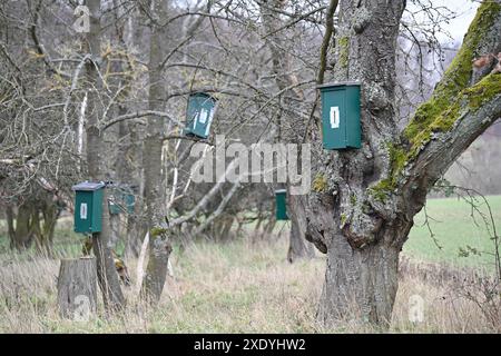 Plusieurs nichoirs sur les arbres dans le verger prairie Banque D'Images