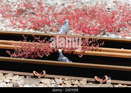 Gros plan de deux oiseaux urbains (pigeons sauvages) cherchant de la nourriture et des plantes entre un ensemble de voies ferrées rouillées. Banque D'Images