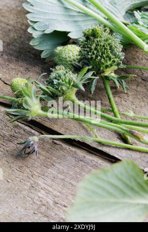 Une fraise verte floue / poilue avec des feuilles qui poussent de chacune de ses graines. Il peut s'agir d'une viviparie, d'une phyllodie ou d'une infection à phytoplasmes. Banque D'Images