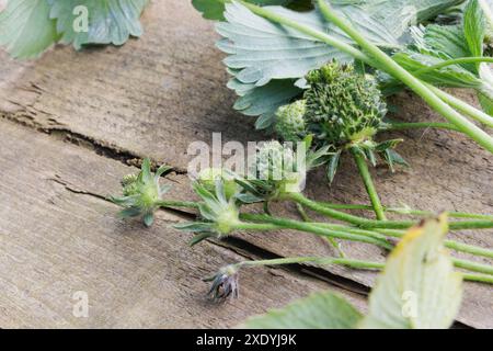 Une fraise verte floue / poilue avec des feuilles qui poussent de chacune de ses graines. Il peut s'agir d'une viviparie, d'une phyllodie ou d'une infection à phytoplasmes. Banque D'Images