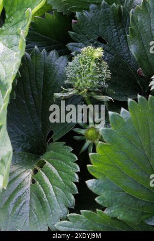 Une fraise verte floue / poilue avec des feuilles qui poussent de chacune de ses graines. Il peut s'agir d'une viviparie, d'une phyllodie ou d'une infection à phytoplasmes. Banque D'Images