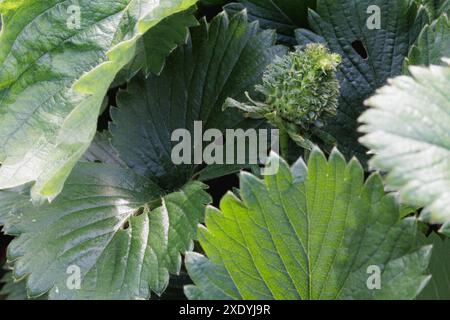 Une fraise verte floue / poilue avec des feuilles qui poussent de chacune de ses graines. Il peut s'agir d'une viviparie, d'une phyllodie ou d'une infection à phytoplasmes. Banque D'Images