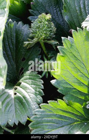 Une fraise verte floue / poilue avec des feuilles qui poussent de chacune de ses graines. Il peut s'agir d'une viviparie, d'une phyllodie ou d'une infection à phytoplasmes. Banque D'Images