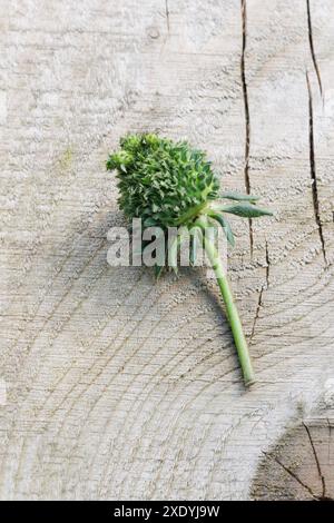 Une fraise verte floue / poilue avec des feuilles qui poussent de chacune de ses graines. Il peut s'agir d'une viviparie, d'une phyllodie ou d'une infection à phytoplasmes. Banque D'Images