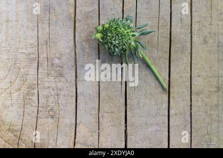 Une fraise verte floue / poilue avec des feuilles qui poussent de chacune de ses graines. Il peut s'agir d'une viviparie, d'une phyllodie ou d'une infection à phytoplasmes. Banque D'Images