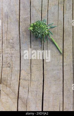 Une fraise verte floue / poilue avec des feuilles qui poussent de chacune de ses graines. Il peut s'agir d'une viviparie, d'une phyllodie ou d'une infection à phytoplasmes. Banque D'Images