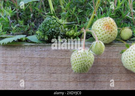 Une fraise verte floue / poilue avec des feuilles qui poussent de chacune de ses graines. Il peut s'agir d'une viviparie, d'une phyllodie ou d'une infection à phytoplasmes. Banque D'Images