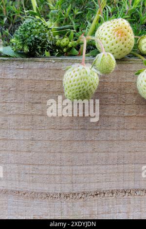 Une fraise verte floue / poilue avec des feuilles qui poussent de chacune de ses graines. Il peut s'agir d'une viviparie, d'une phyllodie ou d'une infection à phytoplasmes. Banque D'Images