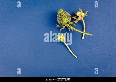 Une fraise verte floue / poilue avec des feuilles qui poussent de chacune de ses graines. Il peut s'agir d'une viviparie, d'une phyllodie ou d'une infection à phytoplasmes. Banque D'Images