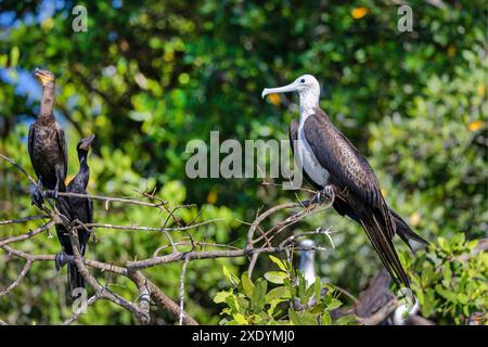 Magnifique frégate (Fregata magnificens), en plumage juvénile, assis dans une mangrove sur le Rio Tarcoles, Costa Rica, Tarcoles Banque D'Images