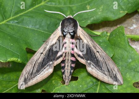 Faucon, faucon (Sphinx ligustri), femelle sur feuilles, France, Bretagne, Erquy Banque D'Images