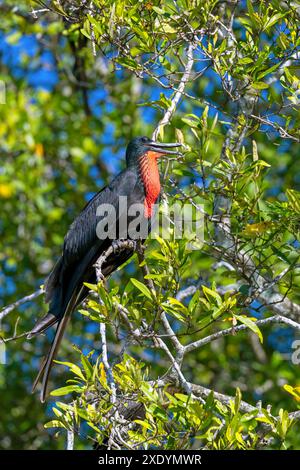 Magnifique frégate (Fregata magnificens), mâle assis dans un mangrove à Rio Tarcoles, Costa Rica, Tarcoles Banque D'Images