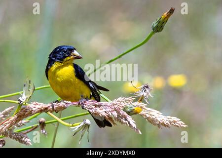 Petit goldfinch (Carduelis psaltria), mâle assis dans l'herbe dans un pré à la recherche de nourriture, Costa Rica, San Gerardo de Dota Banque D'Images