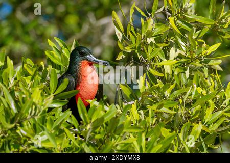 Magnifique frégate (Fregata magnificens), mâle assis dans un mangrove à Rio Tarcoles, Costa Rica, Tarcoles Banque D'Images