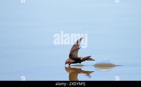 SWIFT eurasien (Apus apus), buvant volant bas et à grande vitesse au-dessus de la surface de l'eau avec bec ouvert pendant le temps chaud de l'été, pays-Bas, Limbourg Banque D'Images