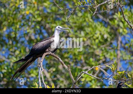 Magnifique frégate (Fregata magnificens), en plumage juvénile, assis dans une mangrove sur le Rio Tarcoles, Costa Rica, Tarcoles Banque D'Images