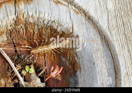 Maison centipèdes (Scutigera coleoptrata), sur bois, Albanie Banque D'Images