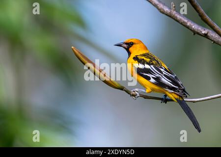 oriole (icterus pustulatus), assis sur une branche, Costa Rica, Tarcoles Banque D'Images