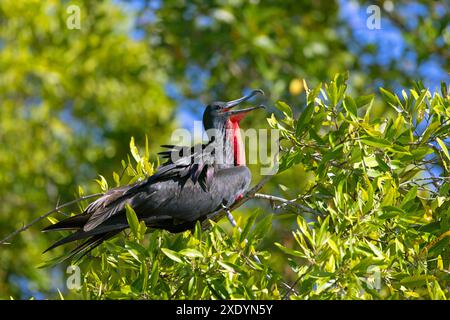 Magnifique frégate (Fregata magnificens), mâle assis dans une mangrove à Rio Tarcoles, Calling, Costa Rica, Tarcoles Banque D'Images