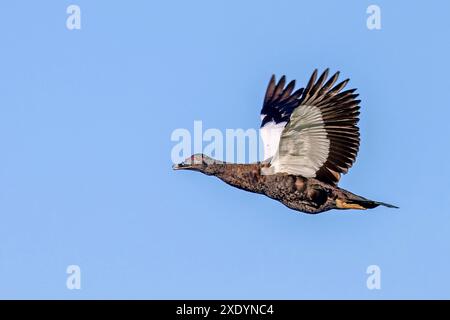 Canard de barbarie (Cairina moschata), mâle en vol, Costa Rica, Tarcoles Banque D'Images