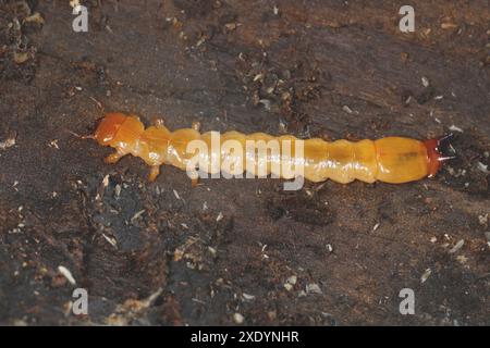 Coléoptère du feu écarlate, coléoptère cardinal (Pyrochroa coccinea), larve sous l'écorce du bois mort, Allemagne Banque D'Images