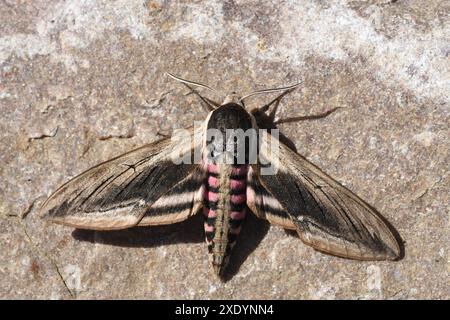 Faucon privé, faucon privé (Sphinx ligustri), femelle sur pierre, France, Bretagne, Erquy Banque D'Images