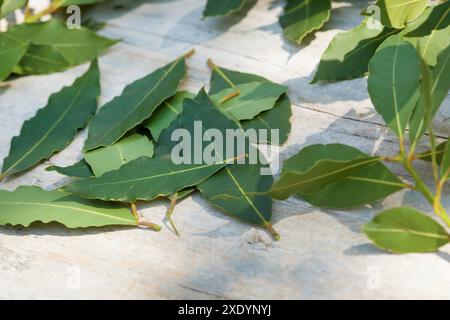 Laurier doux, laurier, laurier doux (Laurus nobilis), feuilles de laurier récoltées Banque D'Images