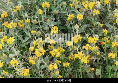 Sauge de Jérusalem (Phlomis fruticosa), floraison, Albanie Banque D'Images