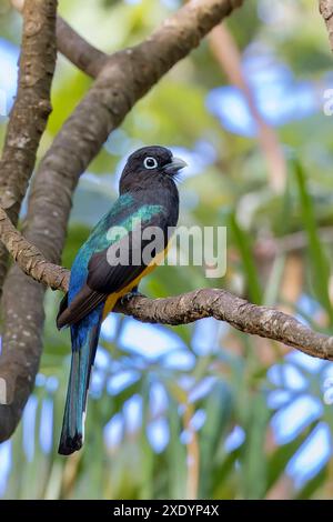 Trogon à tête noire (Trogon melanocephalus), est assis sur une branche, Costa Rica, Tarcoles Banque D'Images