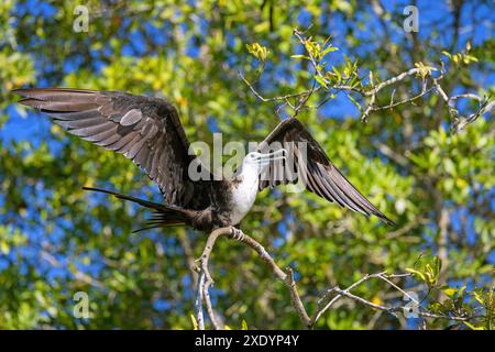 Magnifique frégate (Fregata magnificens), en plumage juvénile, assis dans un mangrove, Costa Rica, Tarcoles Banque D'Images