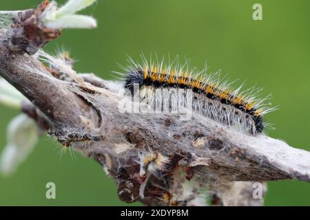 Blanc à veines noires (Aporia crataegi), jeune chenille sur un gossamer, vue de côté, Croatie Banque D'Images