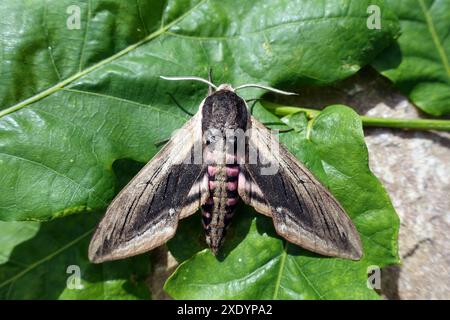 Faucon, faucon (Sphinx ligustri), femelle sur feuilles, France, Bretagne, Erquy Banque D'Images