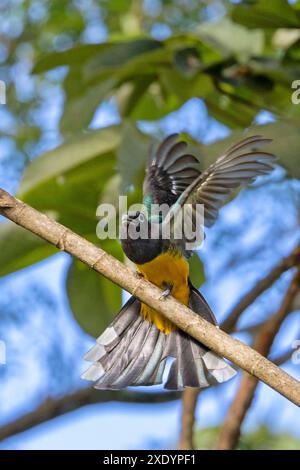 Trogon à tête noire (Trogon melanocephalus), se trouve dans la forêt avec des ailes relevées, Costa Rica, Tarcoles Banque D'Images