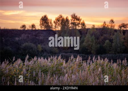 Phragmites australis, roseau commun - épais épaississement à la lumière du jour, horizon et arbres sur le ciel crépuscule en arrière-plan, rétro-éclairé. Banque D'Images