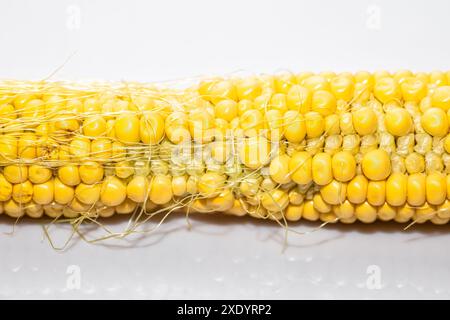 Maïs sur fond blanc. Gros plan d'une tige de maïs jaune avec les grains visibles. La tige est recouverte d'une substance blanche floue, ce qui lui donne un peu de chance Banque D'Images