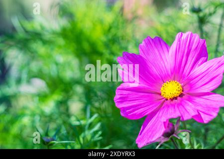 Fleur rose COSMOS (famille des tournesol) couleur vert rose vif Banque D'Images