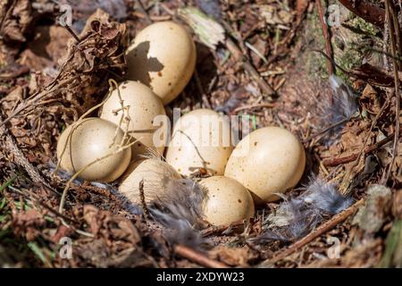 Oeufs d'un tétras de noisette sauvage dans un nid sur le sol dans les bois Banque D'Images