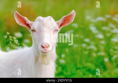 Jeune chèvre blanc dans la prairie. Bétail. Portrait intégral. Gros plan. Regarde dans l'objectif Banque D'Images