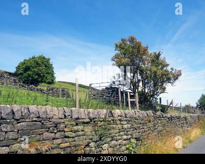 Mur de pierre le long d'une voie de campagne étroite avec nouveau à une prairie vallonnée avec des arbres et des buissons en été de la lumière du soleil Banque D'Images