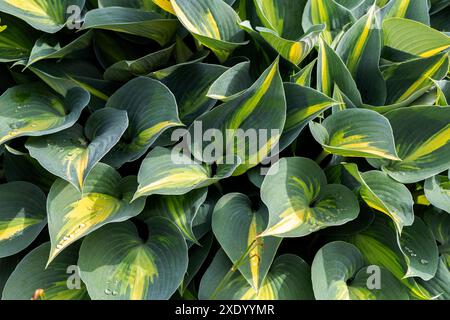 Hosta June plante panachée de jardin, Banque D'Images