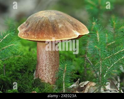 Scarletina bolete, Neoboletus erythropus Banque D'Images