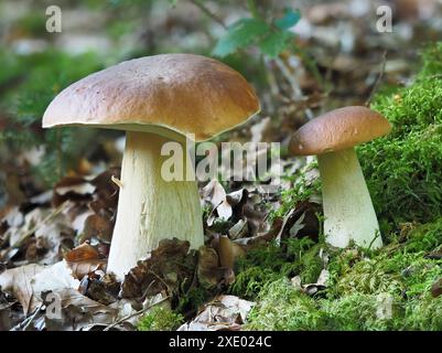 Boletus edulis, Cep, Penny Bun Bolete champignon Banque D'Images