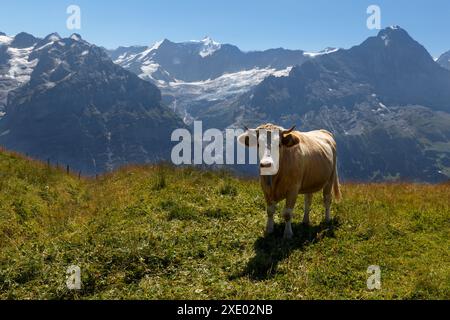 Vache à Grindelwald des Alpes suisses Banque D'Images