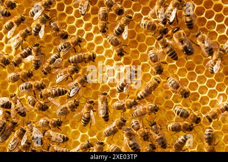 Vue rapprochée du groupe abeilles sur les cellules de miel Banque D'Images