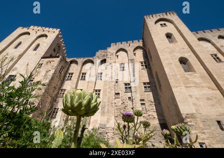 Avignon France. Jardin de l'impressionnant Palais des Papes, Palais des Papes, dans la vieille ville d'Avignon., Avignon, Provence, sud de la France. Banque D'Images