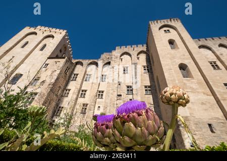 Avignon France. Artichauts dans le jardin de l'impressionnant Palais des Papes, Palais des Papes, dans la vieille ville d'Avignon., Avignon, Provence, sud de la France. Banque D'Images