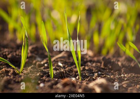 Germe de grain de blé germé, concept de récolte de grain dans l'agriculture sur le terrain. Banque D'Images